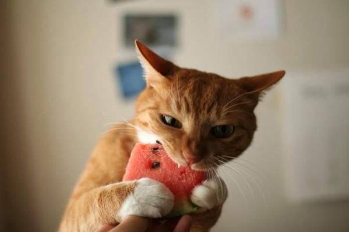 Con mèo ăn dưa hấu từ tay người