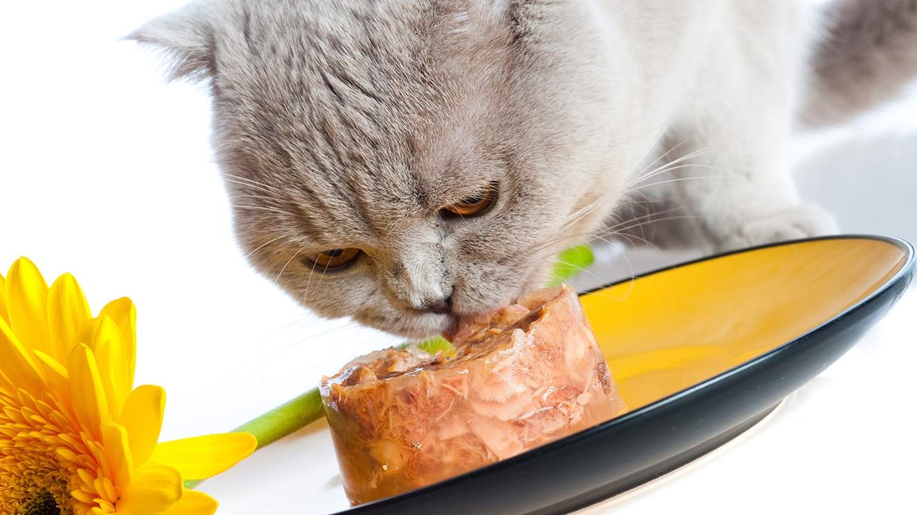 Cho mèo ăn hạt hay pate phụ thuộc vào người nuôi