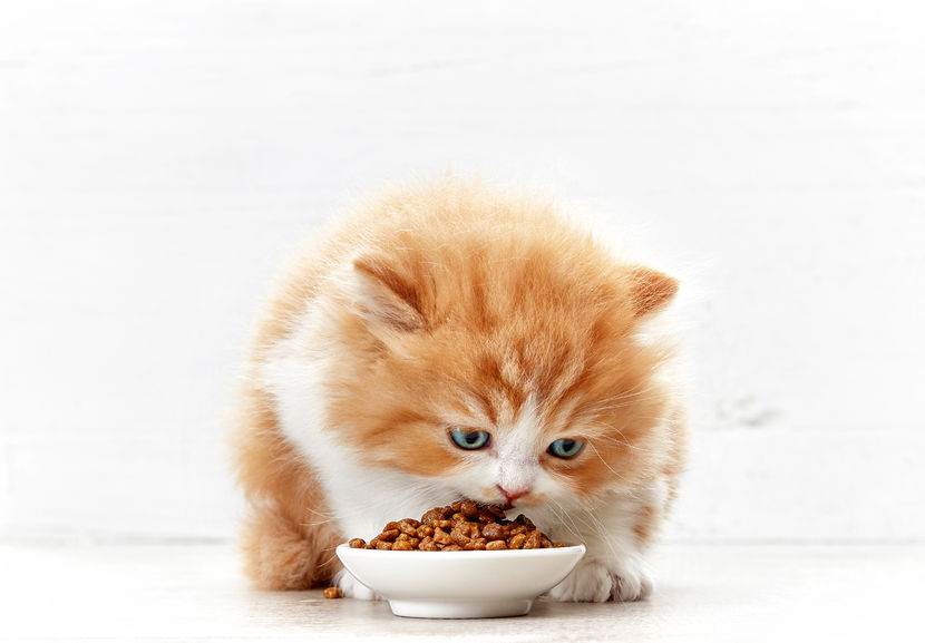Mèo anh lông ngắn màu vàng đang ăn hạt