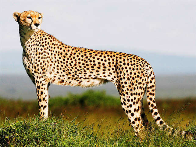 báo cheetah