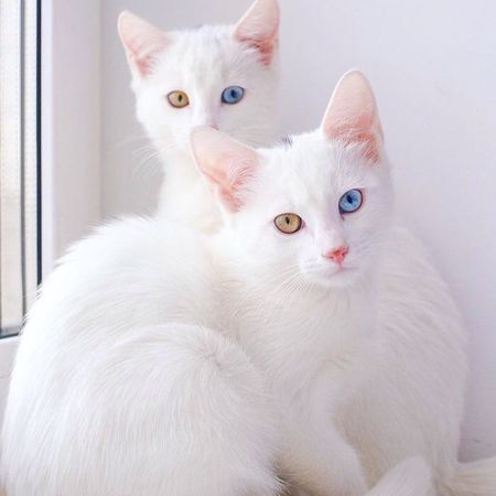mèo trắng