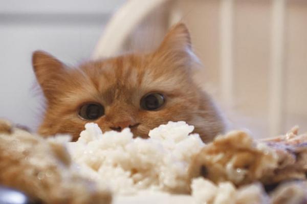 Không nên cho mèo ăn cơm quá nhiều