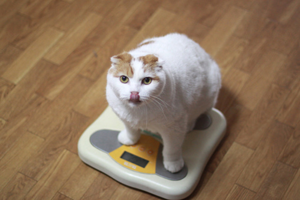 mèo bị tiểu đường