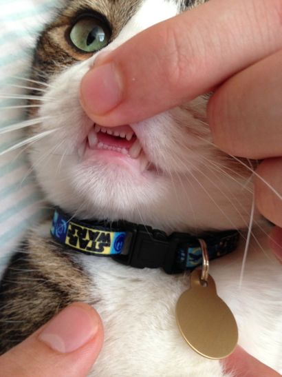 răng mèo
