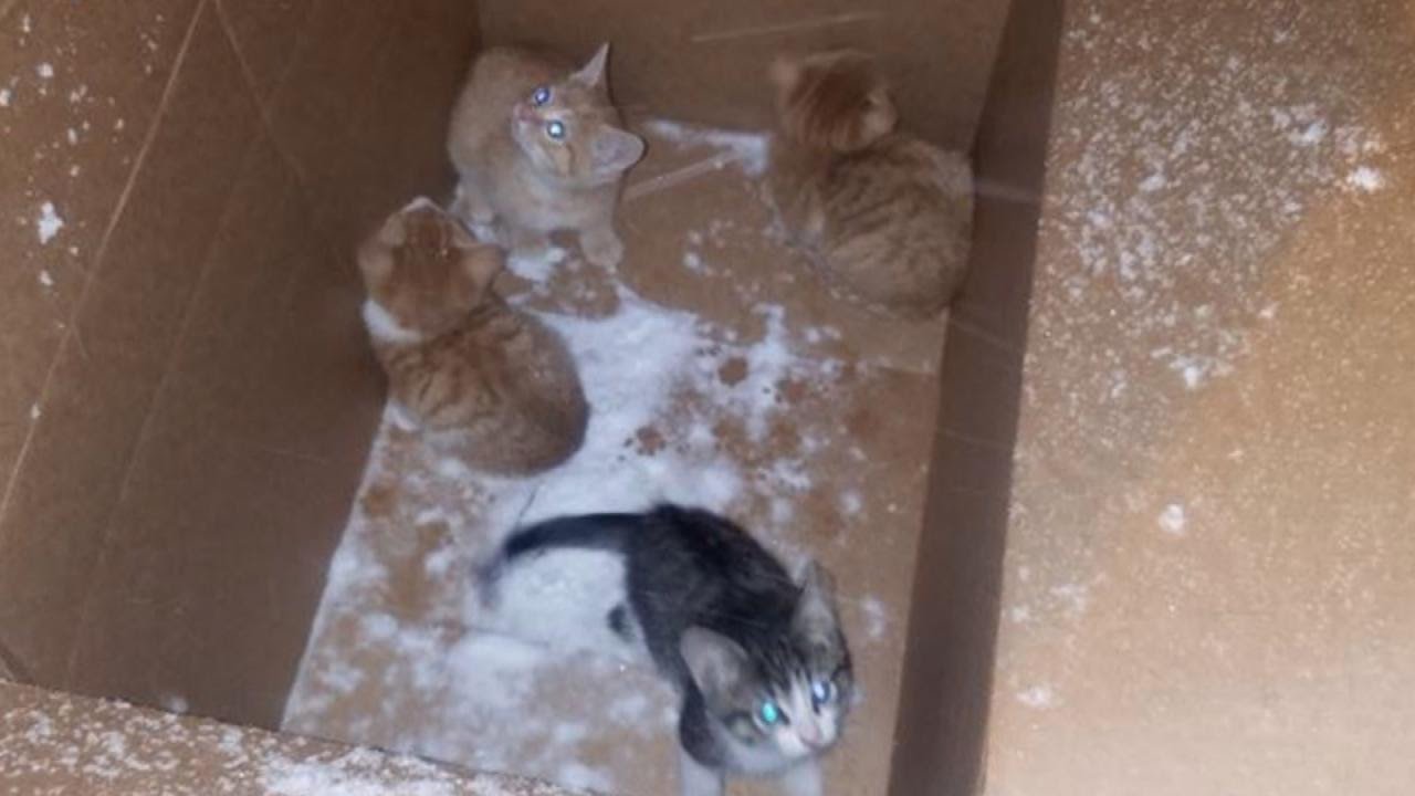 4 chú mèo hoang con trong thùng carton