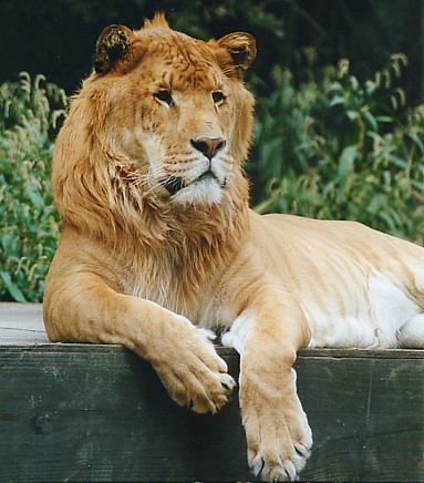 con sư hổ liger