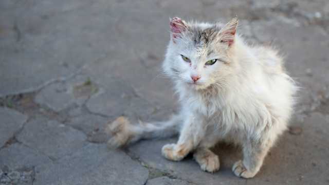 7 dấu hiệu nhận biết mèo bị dại và cách phòng ngừa căn bệnh gây án tử - Tapilu