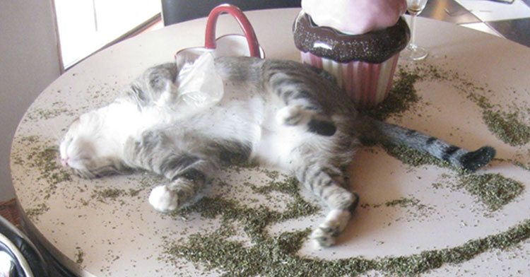 cỏ bạc hà mèo