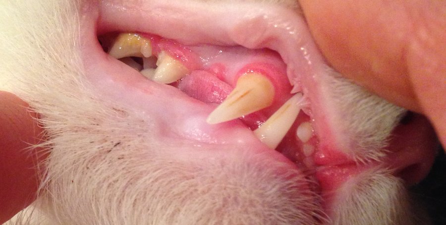 bệnh răng miệng ở mèo