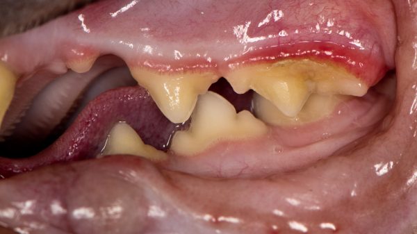Bệnh răng miệng ở mèo