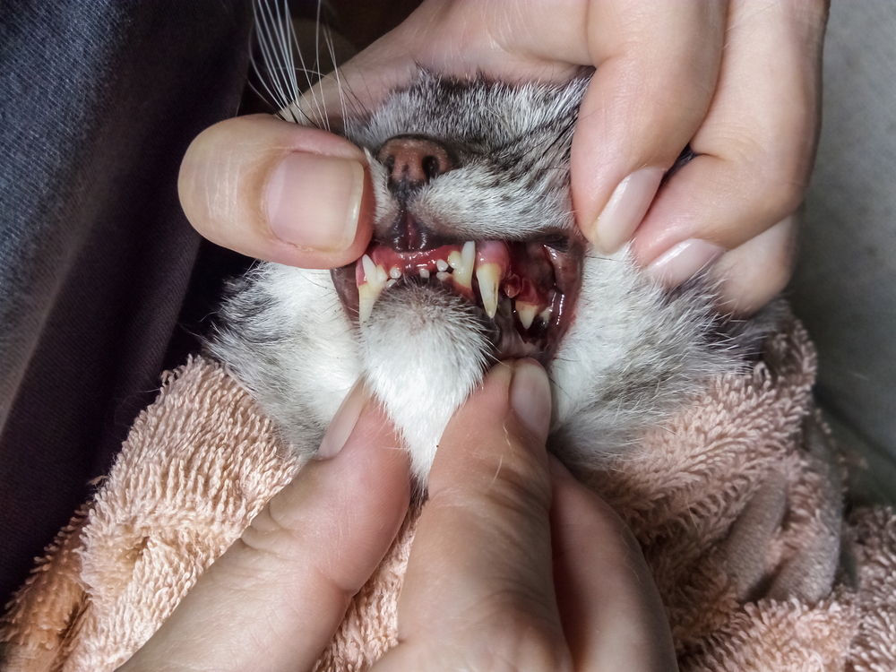 bệnh răng miệng ở mèo