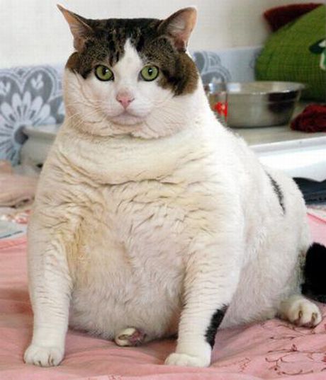 Con mèo mập nhất giới, từng được ghi vào kỷ lúc Guinness