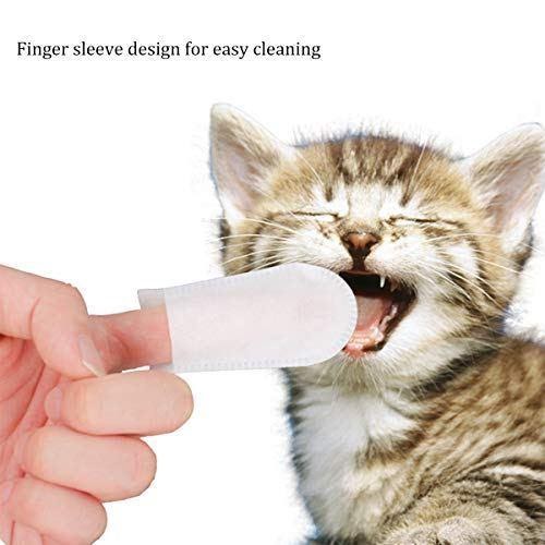 làm sạch răng cho mèo