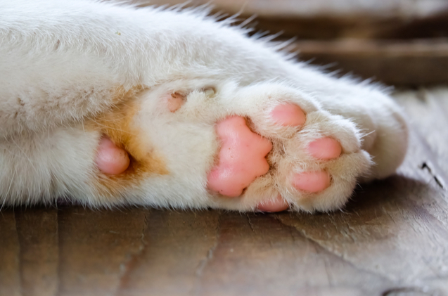 bàn chân mèo