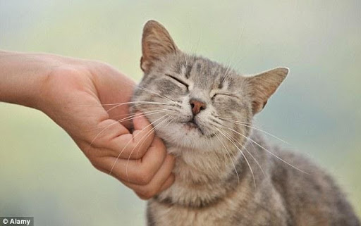 Vuốt ve mèo là cách để mèo yêu bạn 