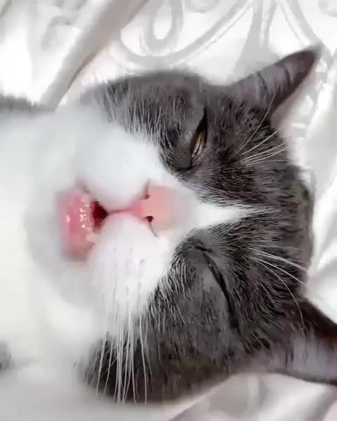 mèo ngáy
