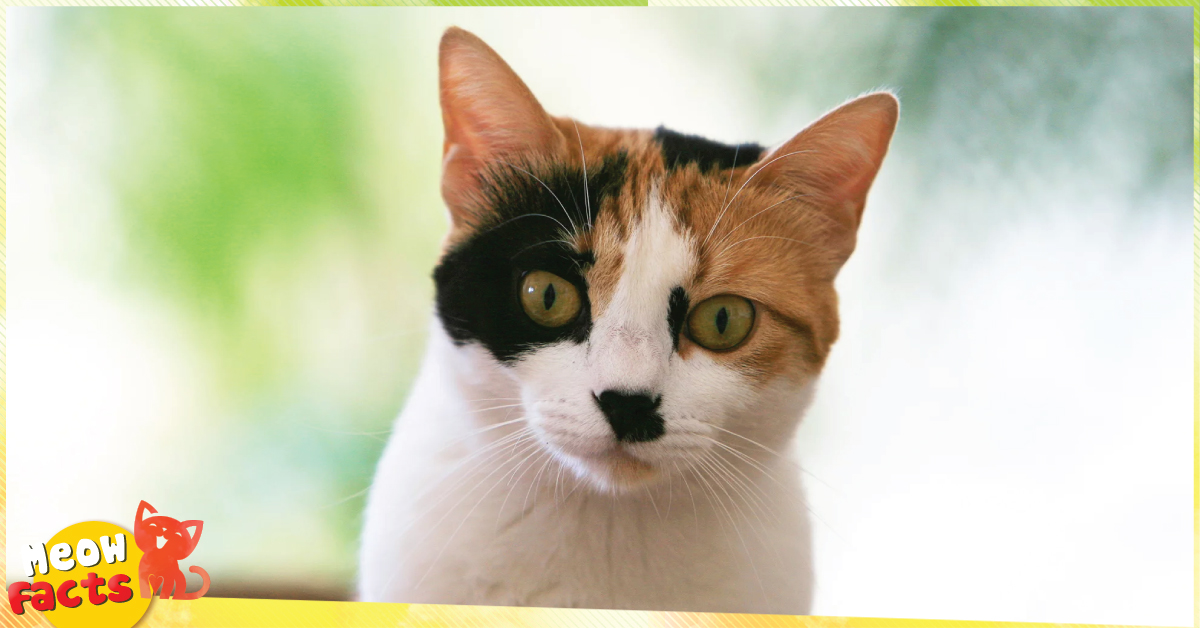 100000 ảnh đẹp nhất về Mèo Tam Thể Tải xuống miễn phí 100 Ảnh có sẵn của Pexels