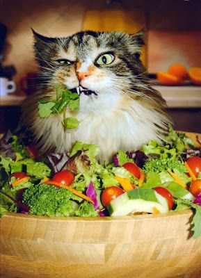 Mèo đang ăn rau củ quả
