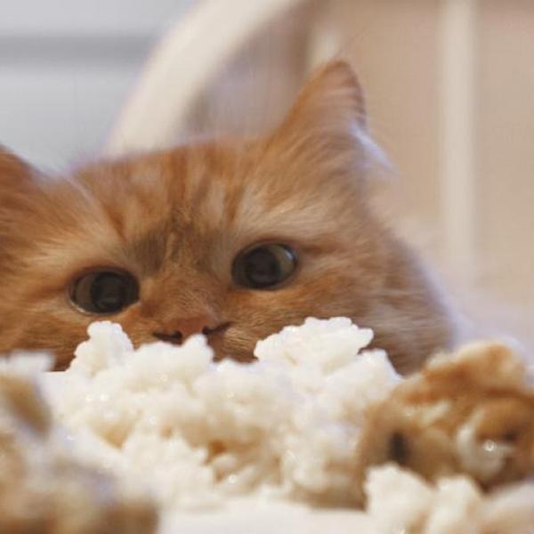 Mèo đang ăn cơm