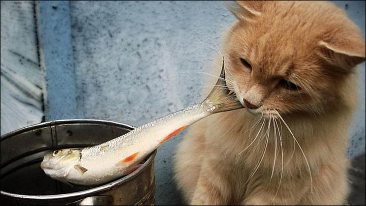 Mèo vàng tha cá trên nồi