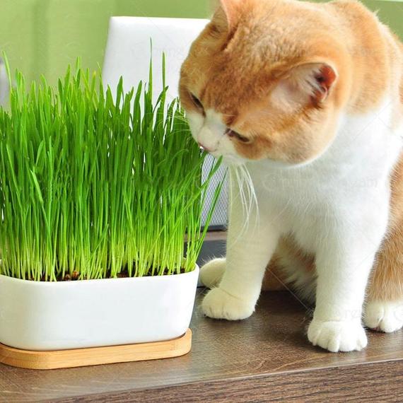 cỏ mèo