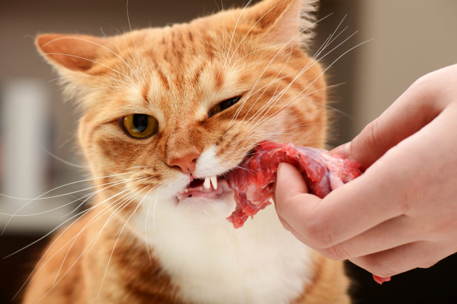 Con mèo ăn miếng thịt bò sống