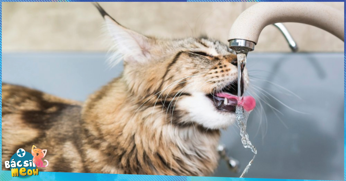 Con mèo uống nước dưới vòi