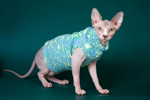 Mèo sphynx cần mặc áo trong những ngày lạnh