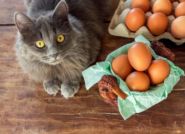 mèo ăn trứng