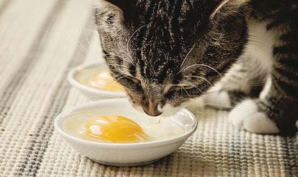 mèo ăn trứng