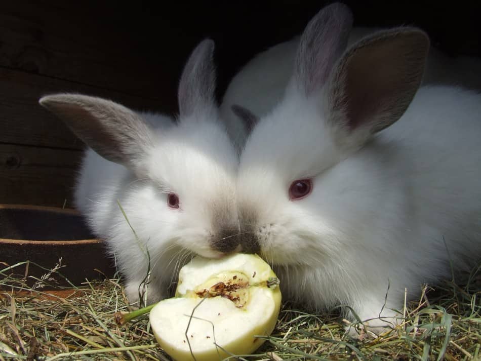 Thỏ ăn rau gì