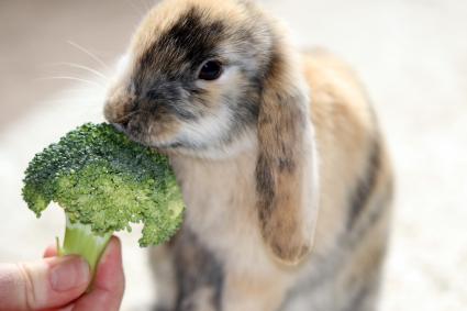 Thỏ ăn rau gì
