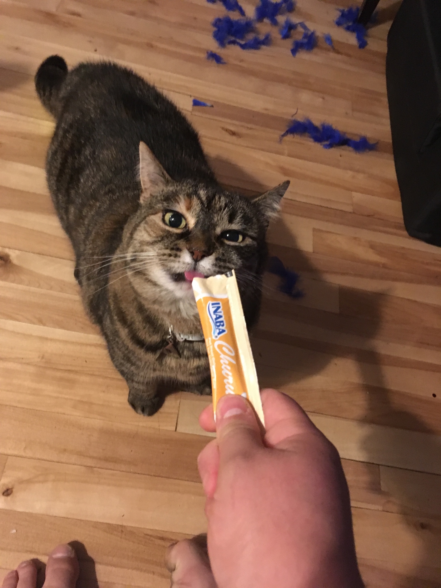 Mèo ăn bánh thưởng dạng ướt