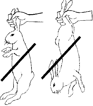 Cách bế thỏ