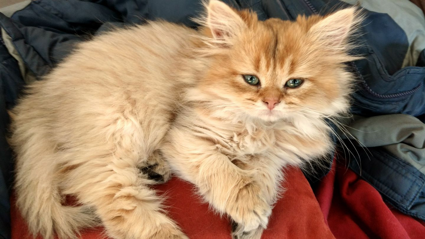 Một con mèo anh lông dài màu vàng mới ngủ dậy trên ghế sofa