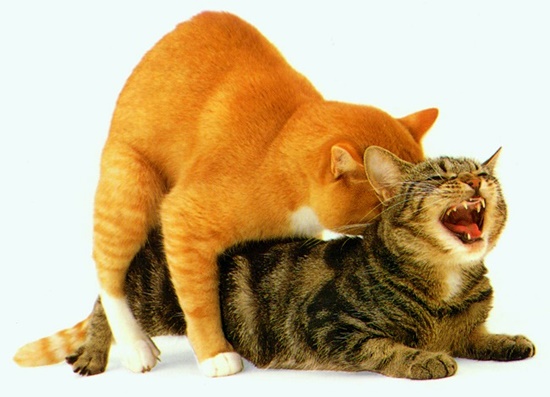 Việc mèo giao phối là 1 hình thức &quottra tấn&quot với những con mèo cái - Tapilu