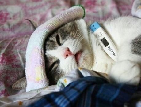 Mèo bị sốt có thể là dấu hiệu của bệnh nghiêm trọng