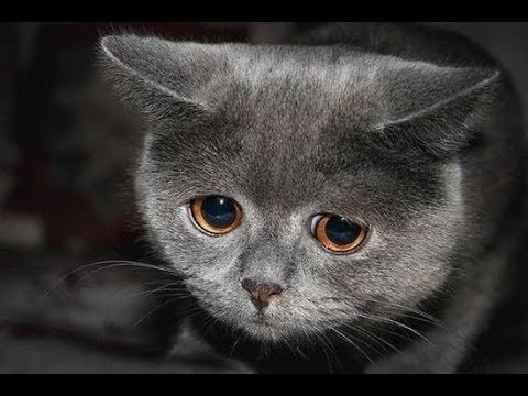 mèo khóc