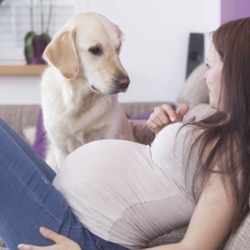 Chó mèo có ảnh hưởng đến thai nhi 