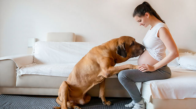 Chó mèo có ảnh hưởng đến thai nhi hay không?