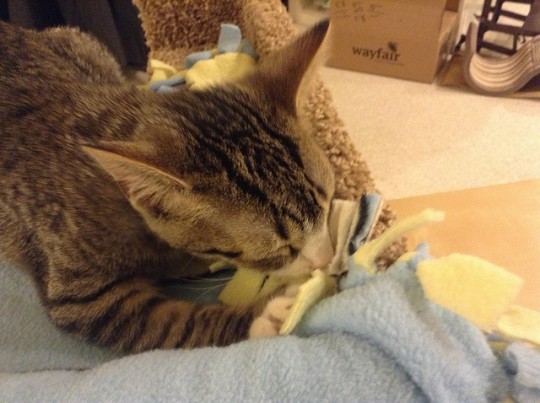 7 lý do tại sao mèo nhào bột có thể khiến bạn ngã ngửa - Tapilu