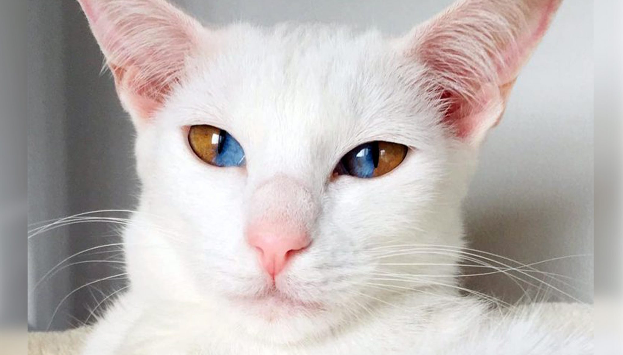 màu mắt mèo