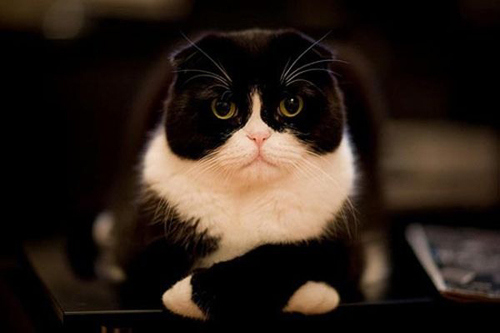 mèo tuxedo