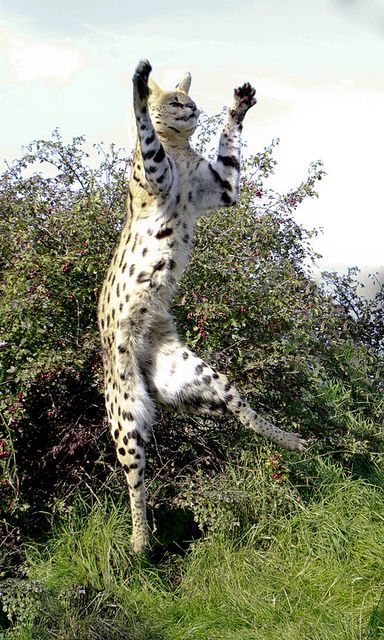 mèo serval