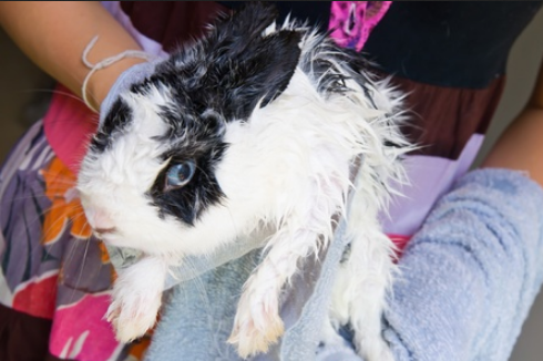Không nên tắm cho thỏ vì chúng dễ bị hạ thân nhiệt khi bị ướt