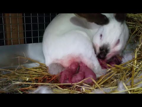 Thỏ sinh sản như thế nào